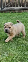 Snorkel, a male Chinese Shar-Pei for sale in Wood Dale, IL – 3 of 7