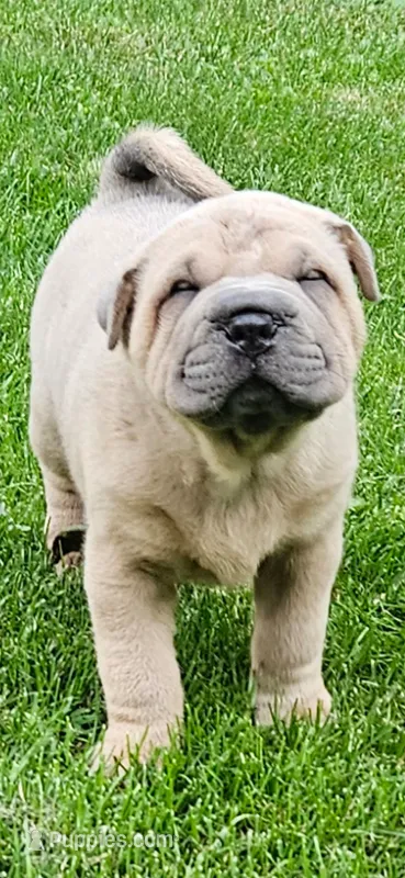 Snorkel – Chinese Shar-Pei puppy for sale in Wood Dale, IL