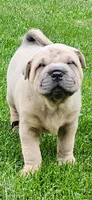 Snorkel, a male Chinese Shar-Pei for sale in Wood Dale, IL – 1 of 7