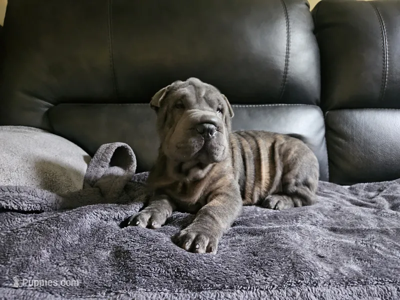 Blue boy – Chinese Shar-Pei puppy for sale in Wood Dale, IL