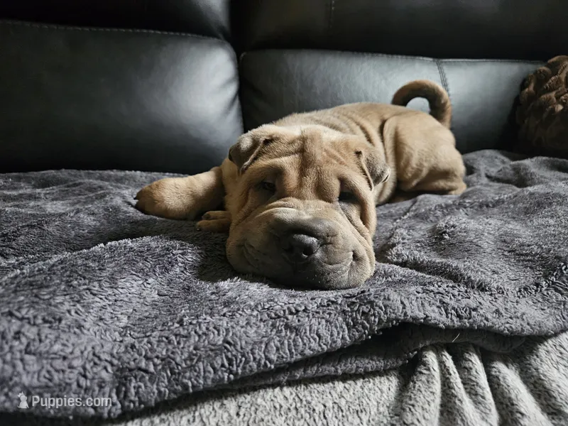 Cream boy – Chinese Shar-Pei puppy for sale in Wood Dale, IL