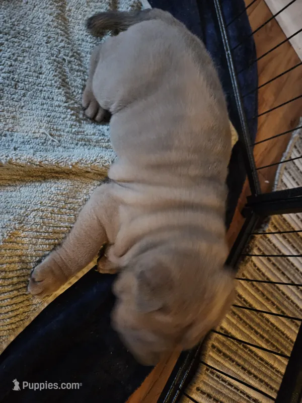 Smoky – Chinese Shar-Pei puppy for sale in Wood Dale, IL