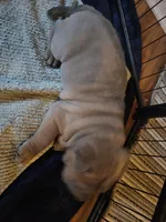Smoky, a male Chinese Shar-Pei for sale in Wood Dale, IL – 1 of 3