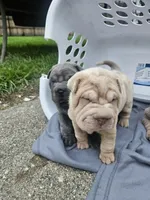 Lily, a female Chinese Shar-Pei for sale in Wood Dale, IL – 3 of 3