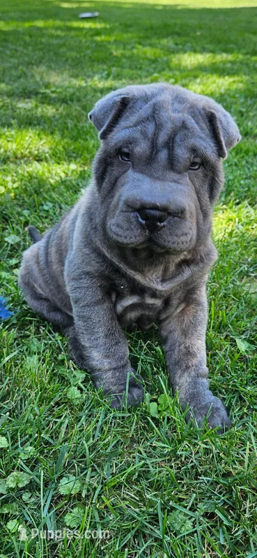 Ares – Chinese Shar-Pei puppy for sale in Wood Dale, IL