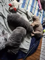 Smoky, a male Chinese Shar-Pei for sale in Wood Dale, IL – 3 of 3