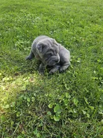 Ares, a male Chinese Shar-Pei for sale in Wood Dale, IL – 5 of 5
