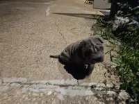 Ares, a male Chinese Shar-Pei for sale in Wood Dale, IL – 2 of 5