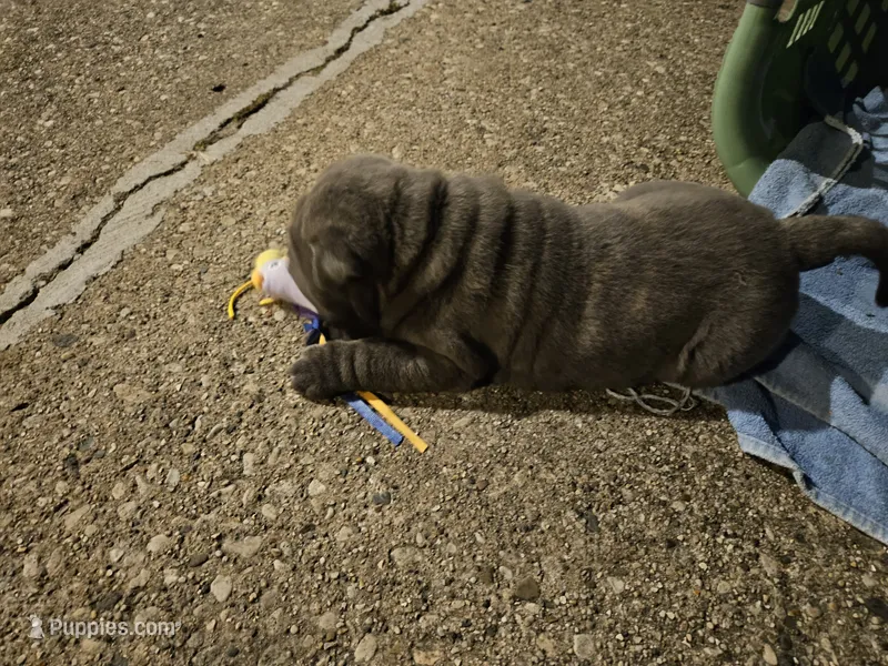 Blue – Chinese Shar-Pei puppy for sale in Wood Dale, IL
