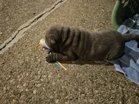 Blue, a male Chinese Shar-Pei for sale in Wood Dale, IL – 2 of 3