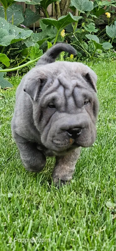 Ares – Chinese Shar-Pei puppy for sale in Wood Dale, IL