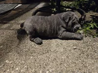 Ares, a male Chinese Shar-Pei for sale in Wood Dale, IL – 4 of 5