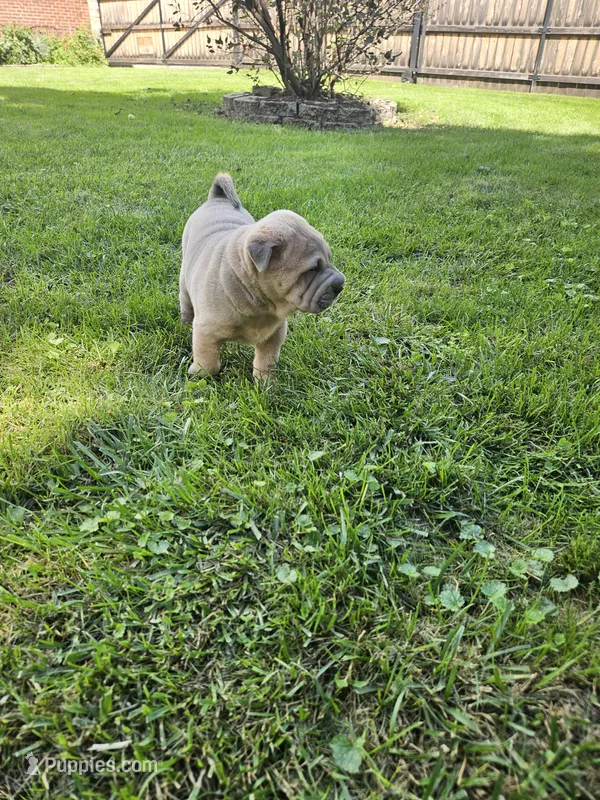 Smoky – Chinese Shar-Pei puppy for sale in Wood Dale, IL