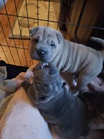Smoky, a male Chinese Shar-Pei for sale in Wood Dale, IL – 2 of 3