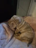 Lily, a female Chinese Shar-Pei for sale in Wood Dale, IL – 2 of 3