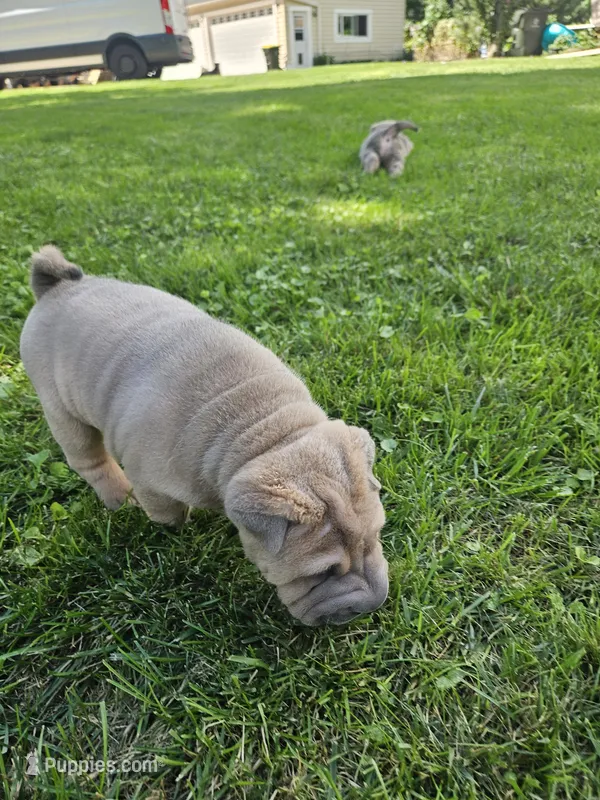 Smoky – Chinese Shar-Pei puppy for sale in Wood Dale, IL