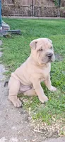 Snorkel, a male Chinese Shar-Pei for sale in Wood Dale, IL – 7 of 7