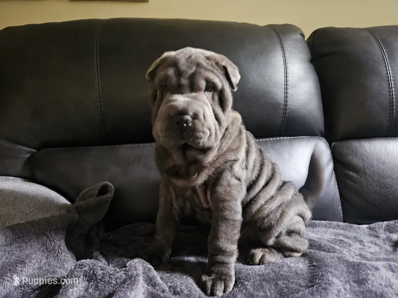 Wrinkle blue boy – Chinese Shar-Pei puppy for sale in Wood Dale, IL