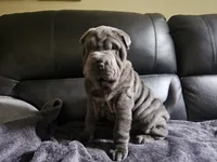 Wrinkle blue boy, a male Chinese Shar-Pei for sale in Wood Dale, IL – 1 of 1