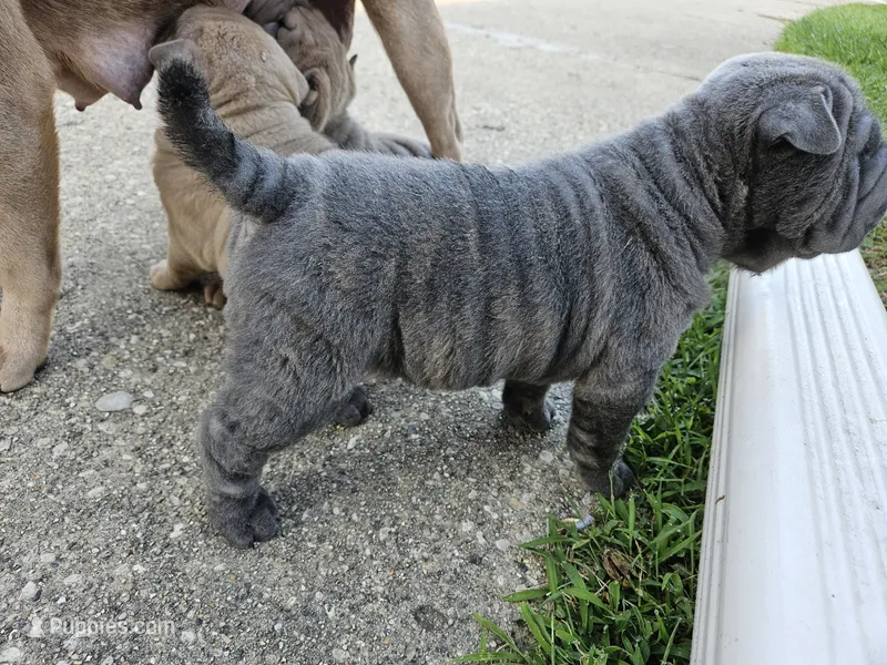 Blue – Chinese Shar-Pei puppy for sale in Wood Dale, IL