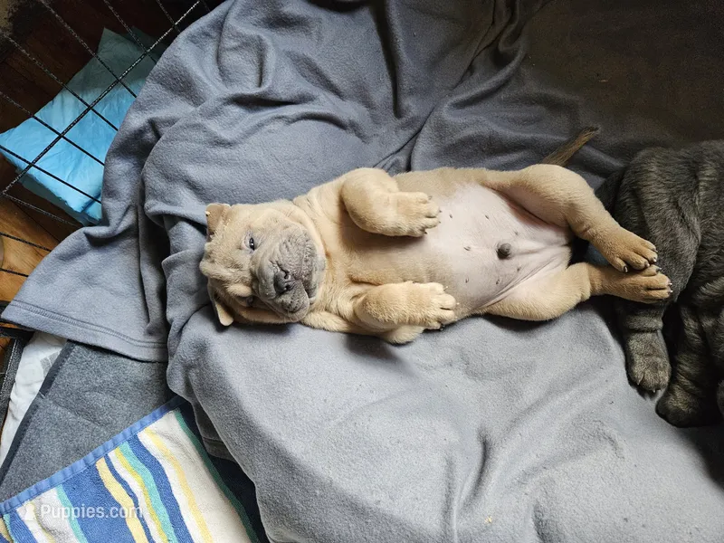 Smoky – Chinese Shar-Pei puppy for sale in Wood Dale, IL