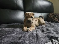 Cream boy, a male Chinese Shar-Pei for sale in Wood Dale, IL – 1 of 1