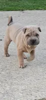 Snorkel, a male Chinese Shar-Pei for sale in Wood Dale, IL – 6 of 7