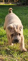 Snorkel, a male Chinese Shar-Pei for sale in Wood Dale, IL – 4 of 7