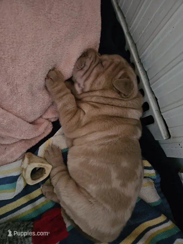 Lily – Chinese Shar-Pei puppy for sale in Wood Dale, IL