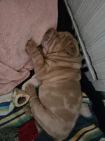 Lily, a female Chinese Shar-Pei for sale in Wood Dale, IL – 1 of 3