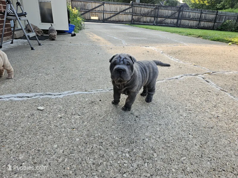 Blue – Chinese Shar-Pei puppy for sale in Wood Dale, IL