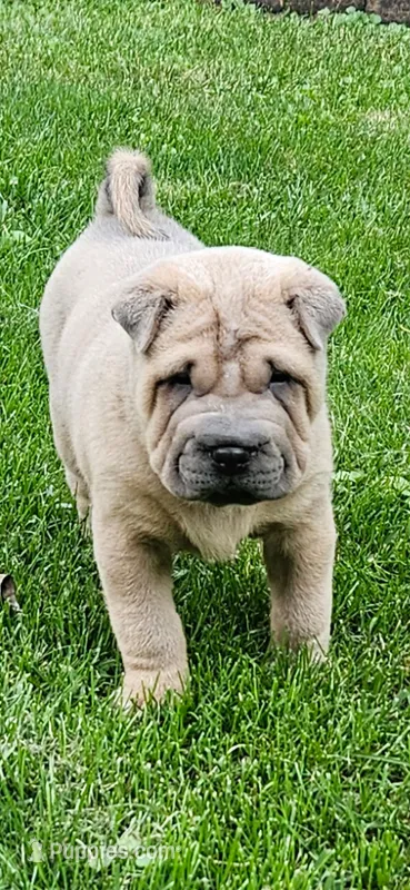 Smoky – Chinese Shar-Pei puppy for sale in Wood Dale, IL