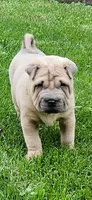 Snorkel, a male Chinese Shar-Pei for sale in Wood Dale, IL – 2 of 7
