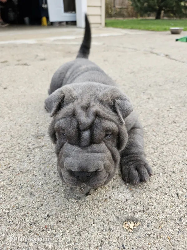 Blue – Chinese Shar-Pei puppy for sale in Wood Dale, IL