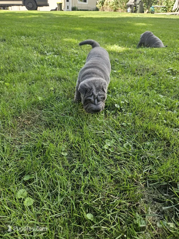 Ares, a male Chinese Shar-Pei for sale in Wood Dale, IL – 1 of 5
