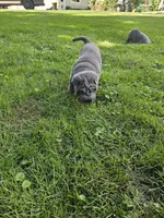 Ares, a male Chinese Shar-Pei for sale in Wood Dale, IL – 1 of 5