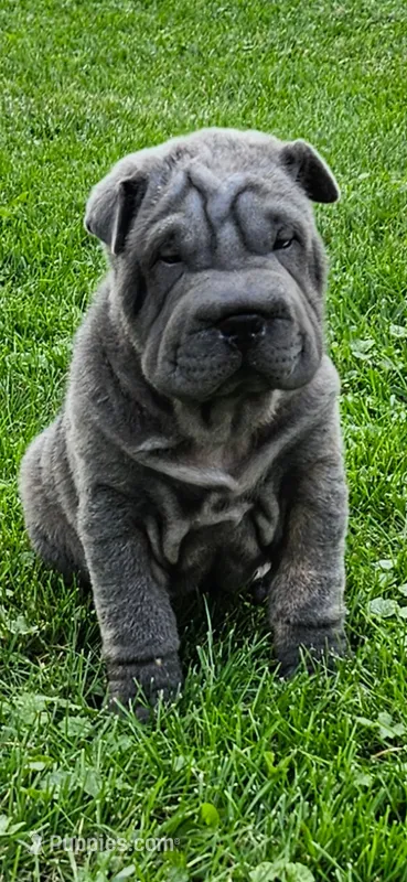 Ares – Chinese Shar-Pei puppy for sale in Wood Dale, IL