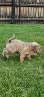 Snorkel, a male Chinese Shar-Pei for sale in Wood Dale, IL – 5 of 7