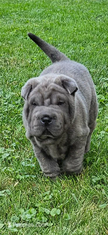 Blue – Chinese Shar-Pei puppy for sale in Wood Dale, IL