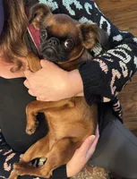 Clementine, a female Brussels Griffon for sale in Castro Valley, CA – 2 of 2