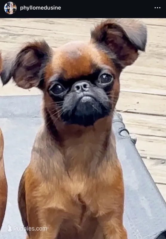 Clementine – Brussels Griffon puppy for sale in Castro Valley, CA
