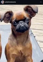 Clementine, a female Brussels Griffon for sale in Castro Valley, CA – 1 of 2