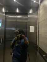 Gray, a male Yorkipoo for sale in Houston, TX – Photo 3 of 7