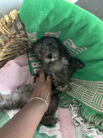 Gray, a male Yorkipoo for sale in Houston, TX – Photo 6 of 7