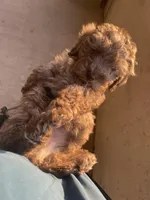 Gray, a male Yorkipoo for sale in Houston, TX – Photo 1 of 7