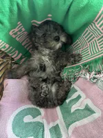 Gray, a male Yorkipoo for sale in Houston, TX – Photo 7 of 7