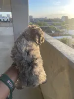 Gray, a male Yorkipoo for sale in Houston, TX – Photo 2 of 7