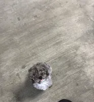 Gray, a male Yorkipoo for sale in Houston, TX – Photo 4 of 7