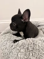 Onyx, a male French Bulldog for sale in Fayetteville, NC – 2 of 4