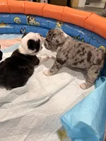 Storm, a male French Bulldog for sale in Fayetteville, NC – 4 of 4